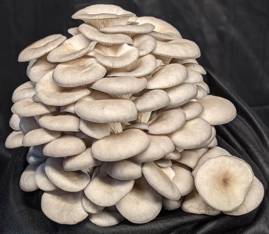 Blue Oyster Mushroom