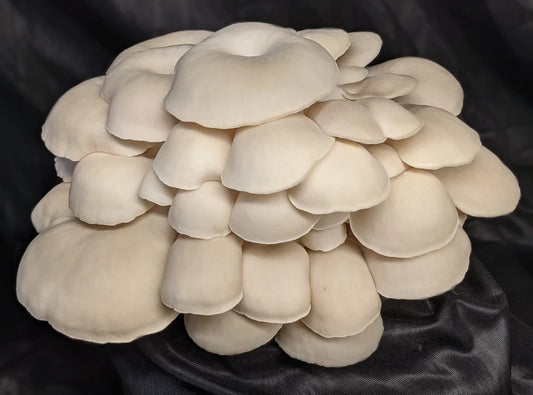 Elm Oyster Mushroom
