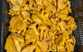 Chanterelle Mushrooms