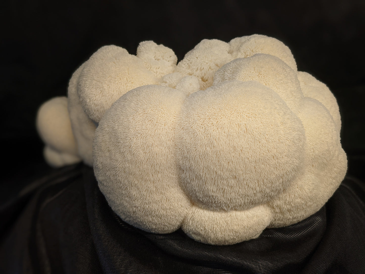 Lion's Mane Mushroom