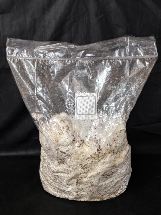 Ready-to-fruit Grow Block