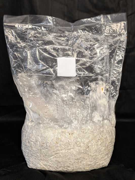 Innoculated 5.5lb Rye Grain Spawn Bag