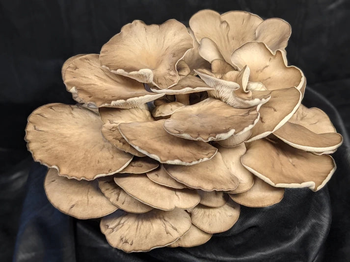 Italian Oyster Mushroom